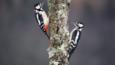 Male and female great spotted woodpeckers in winter