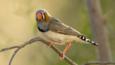 Male zebra finch on perch