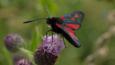 Two burnet moths on a flower