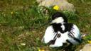 The Pensthorpe avocets