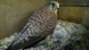 The Pensthorpe Kestrel
