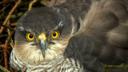 The Pensthorpe Sparrowhawk