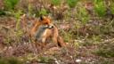 The Purbeck Red Fox