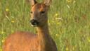 The Kingcombe Roe Deer