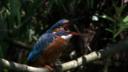 The Wensum Kingfishers