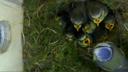 Blue tit nest inside bird box