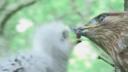 Adult buzzard feeding meat to its young
