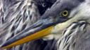 Close up of two juvenile herons