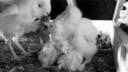 Barn owl parent bringing food to four chicks