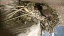 The Pensthorpe wren chicks in their nest being fed