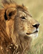 African Wildlife