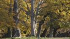 European oak woodland in autumn