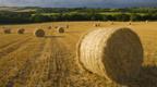 Round straw bales in a field