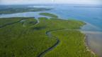 Rainforest and mangroves in a estuary in Malaysia 
