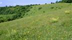Mixed flowers on chalk downland in Hampshire 