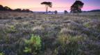 Wildflowers and pine trees in the New Forest National Park