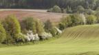 Hedgerow between two fields