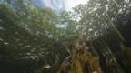 Life around the roots of red mangrove trees