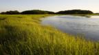 Early evening on a salt marsh