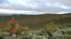 Mountain vegetation in South Africa
