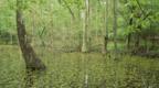 Cypress swamp with bladderwort flowers in the USA 