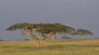Acacia trees on the grassland of the Serengeti