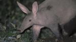 Aardvark walking at night