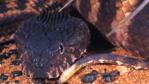 The head of a Pilbara death adder