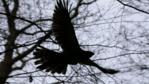 Female Northern goshawk flying in a deciduous forest