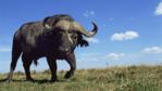 An African buffalo walking