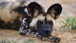 African wild dog resting on the ground
