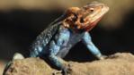 Agamid lizard climbing a stone and showing its crest