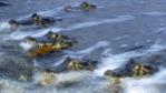 A line of Paraguayan common caimans in the water