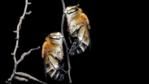 A pair of amegilla bees cling to a twig, asleep