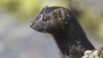Profile of an American mink 