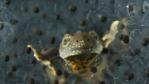 Male crested newt rests amongst frogspawn