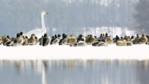 Whooper swan and mallard ducks on the edge of a lake
