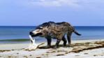 Andrewsarchus walking along a beach