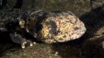 Japanese giant salamander amongst rocks