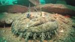 Anglerfish on seafloor