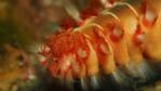 Close-up of a fire worm