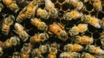 Honeybee workers surrounding an egg laying queen