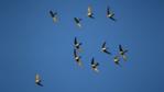 A small flock of Alpine swifts in flight