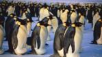 A group of male emperor penguins incubating eggs on ice