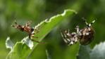 Two spiders making a web on plant