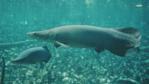 Giant pirarucu fish swimming in a flooded forest