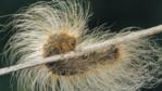 Tiger moth caterpillar with protective hairs