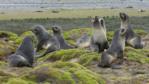 A small group of Antarctic fur seals on a rock