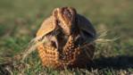 Armadillo rolling up into a defensive ball