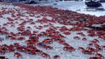 Masses of Christmas Island red crabs spawning on the beach